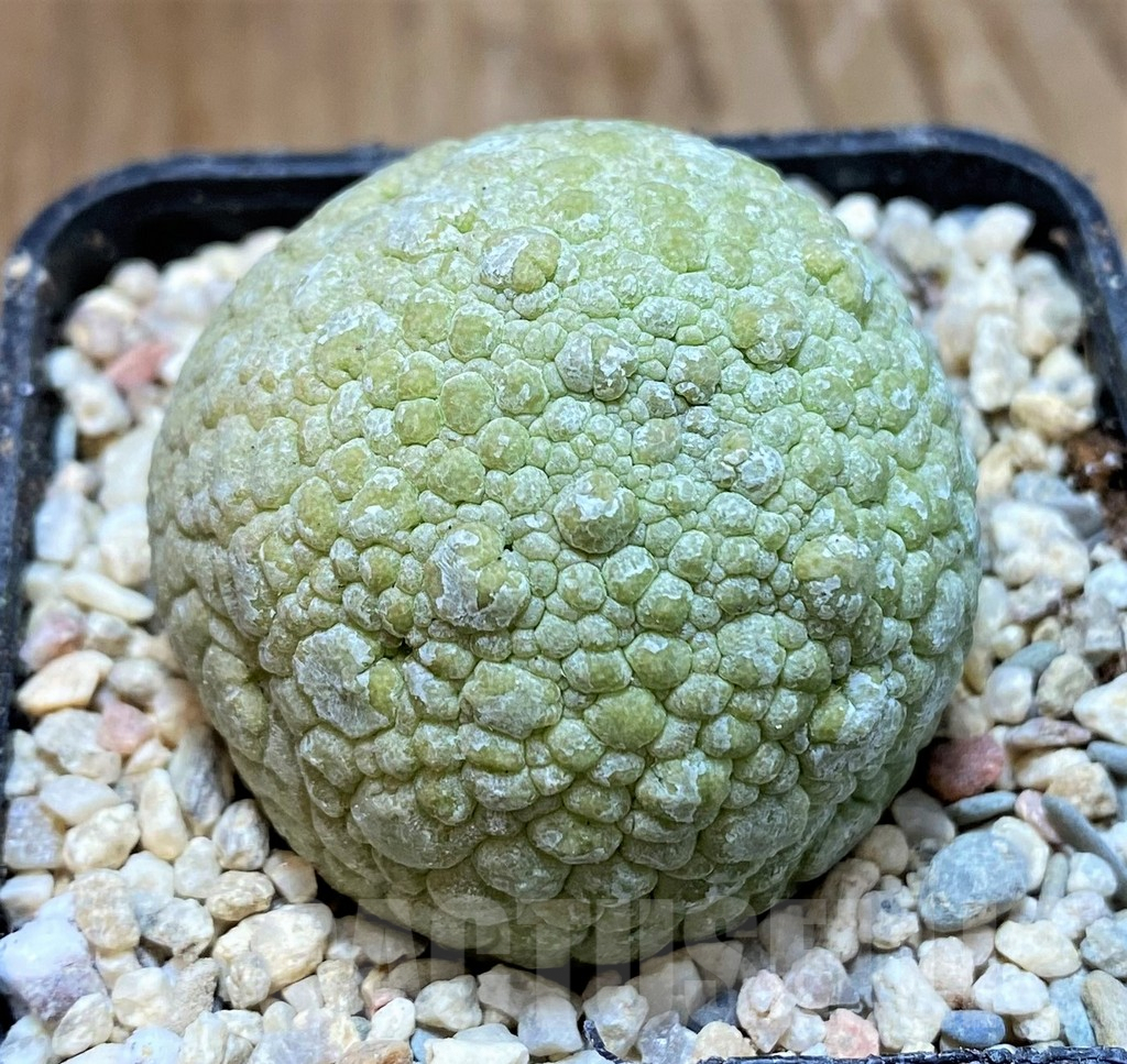 SH8703 Pseudolithos migiurtinus - Image 2