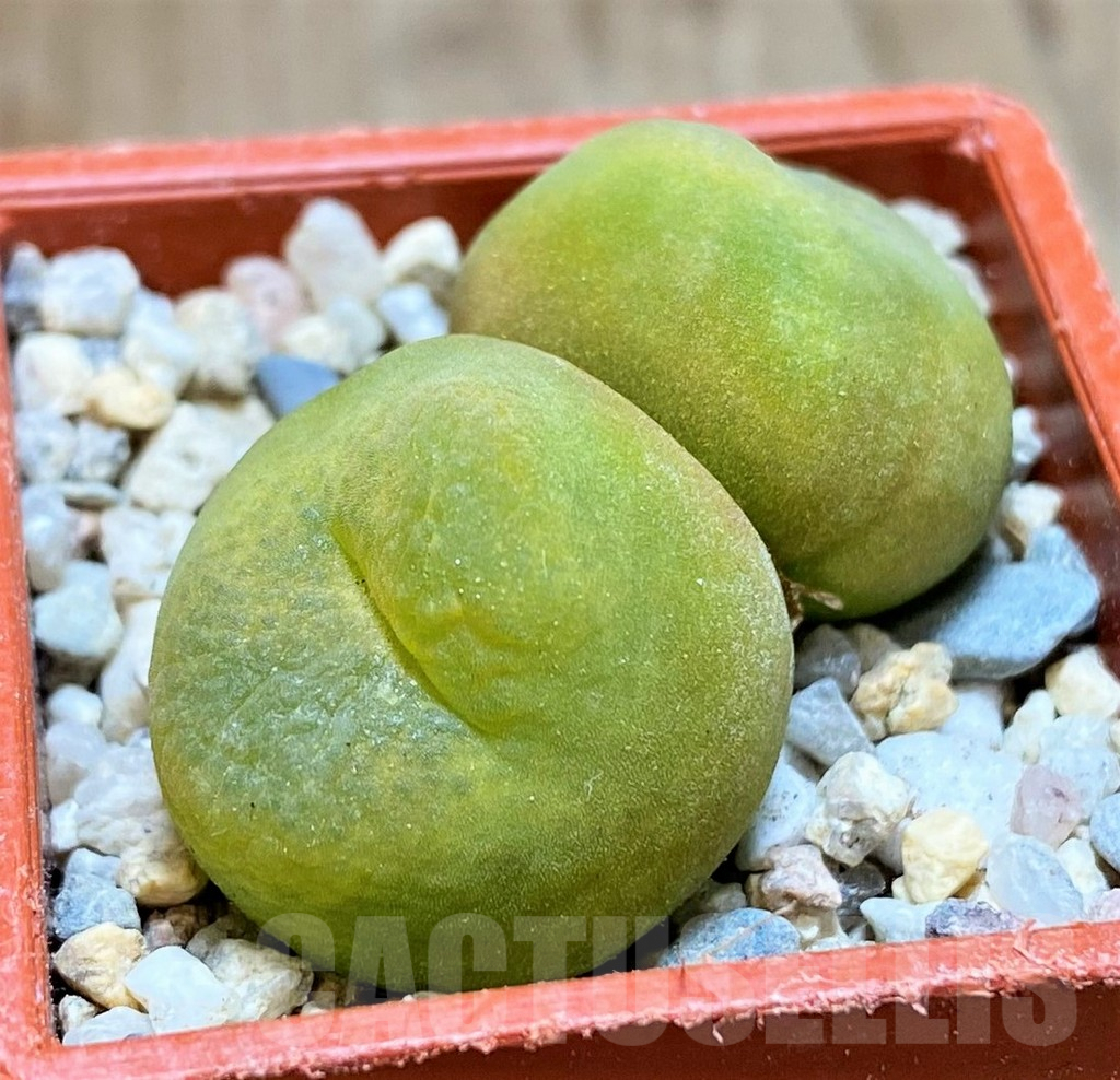 SH8706 Conophytum ratum