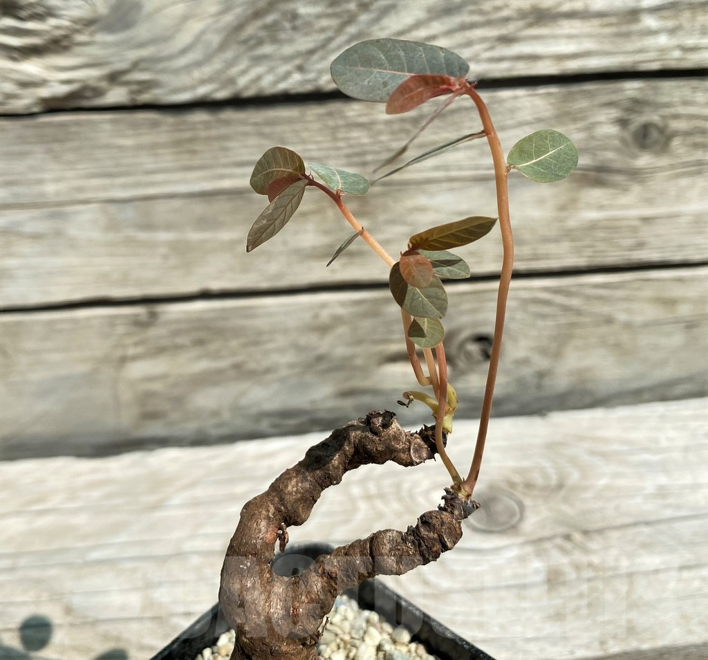 SH8649 Phyllanthus mirabilis