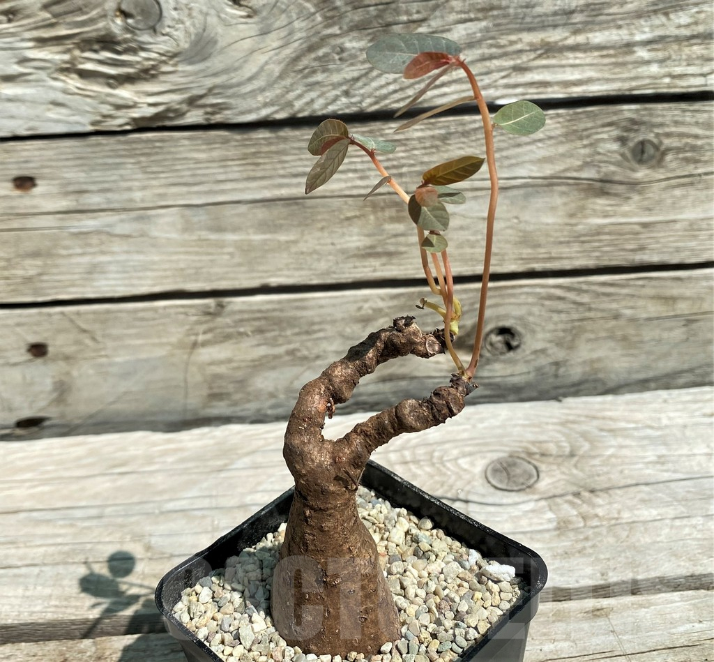 SH8649 Phyllanthus mirabilis - Image 2
