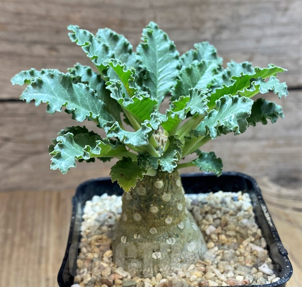 SH8656 Dorstenia lavrani