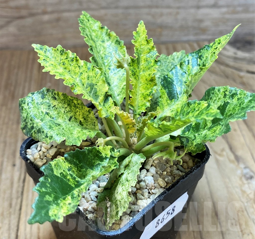 SH8658 Dorstenia hybrid f. variegata