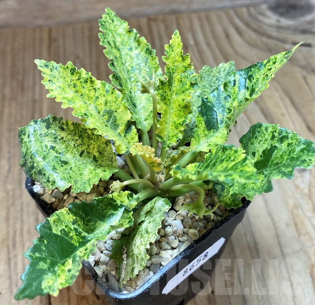 SH8658 Dorstenia hybrid f. variegata - Image 2