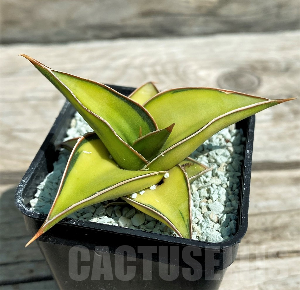 SH8642 Sansevieria lavranos 23251 f. variegata - Image 2