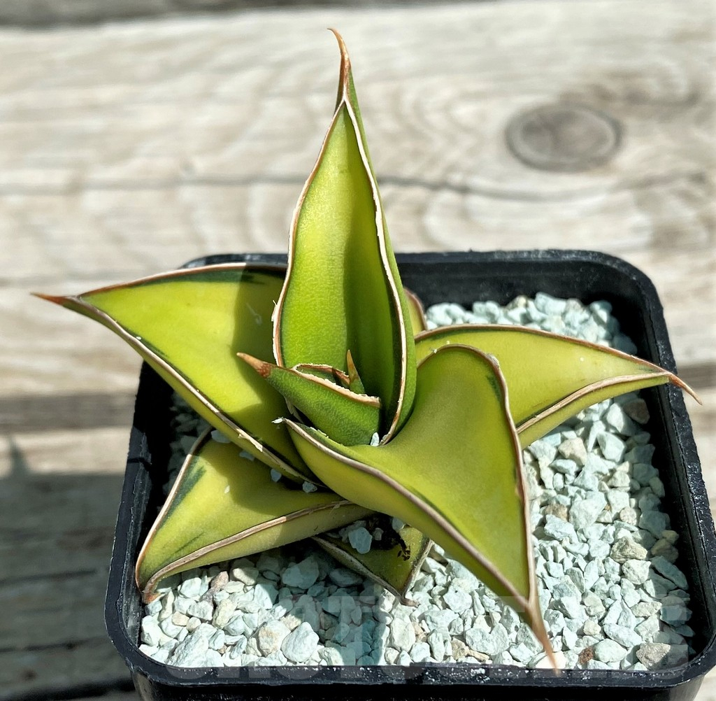SH8642 Sansevieria lavranos 23251 f. variegata