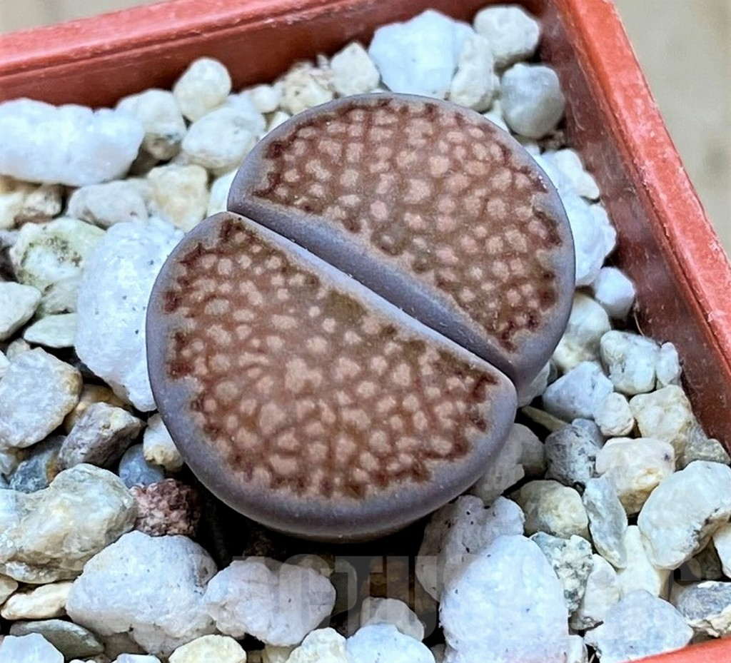 SH9899 Lithops hallii 'Geelkop'