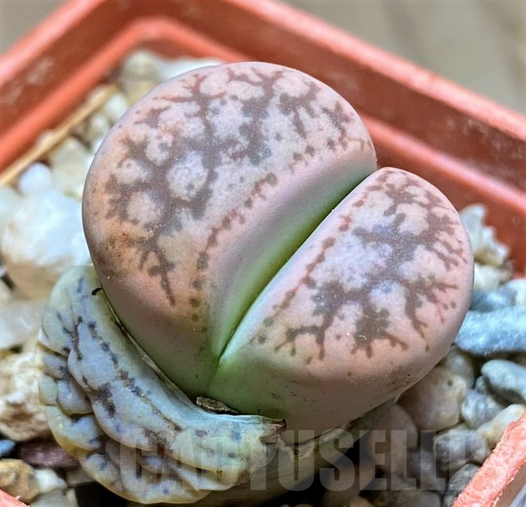 SH9902 Lithops gesinae, Pink form