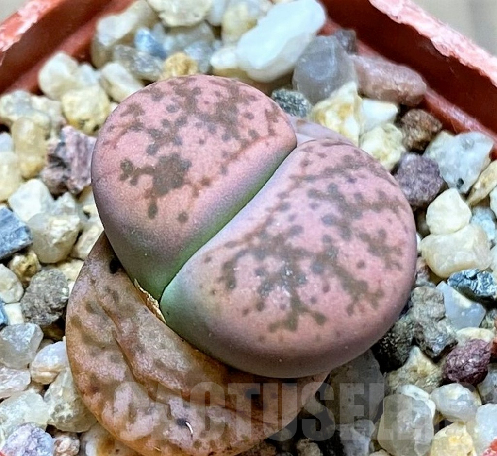 SH9903 Lithops gesinae, Pink form
