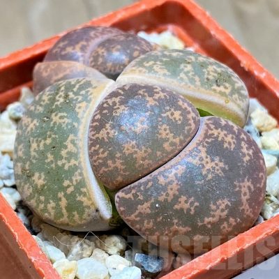 SH9908 Lithops lesliei
