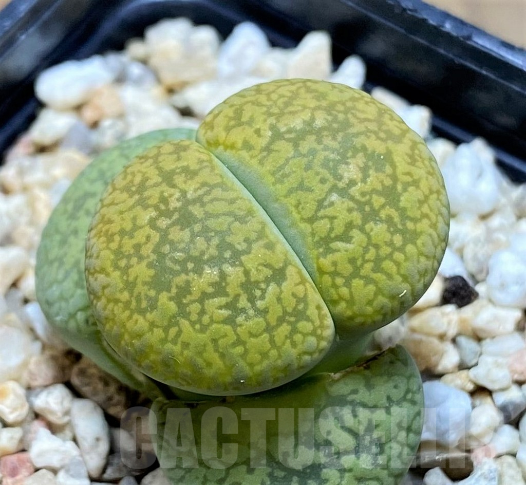 SH9910 Lithops aucampiae ‘Jackson’s Jade’