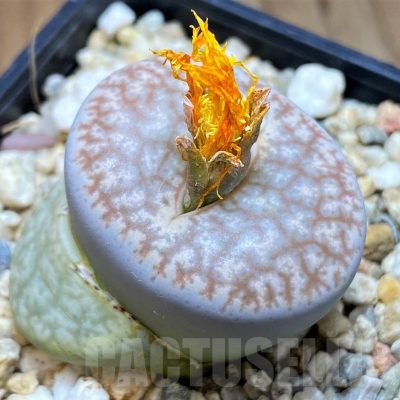 SH9911 Lithops pseudotruncatella ssp. volkii