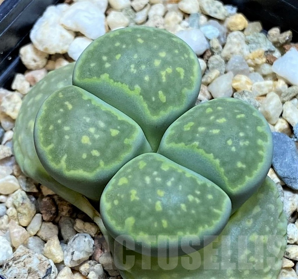 SH9913 Lithops salicola ‘Malachite’