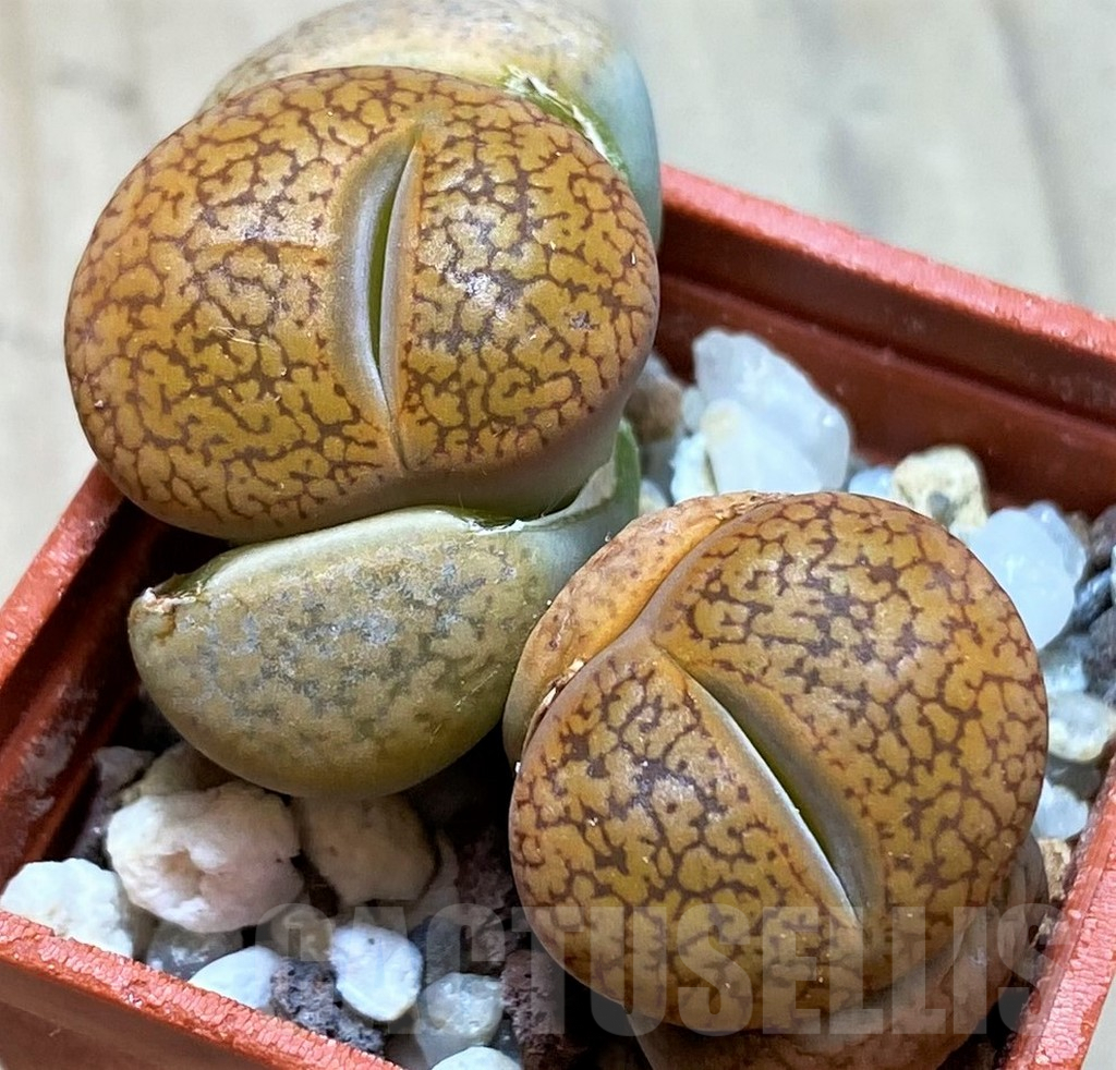 SH9863 Lithops aucampiae v. koelemanii C016, SH1663