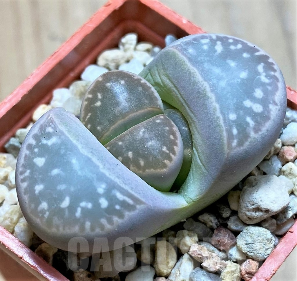 SH9866 Lithops olivacea v. nebrownii