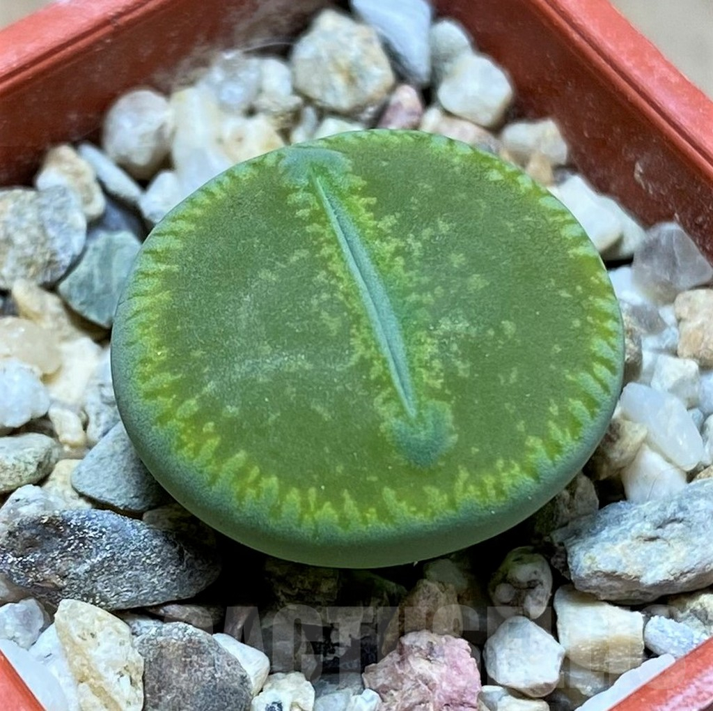 SH9867 Lithops aucampiae 'Bella Ketty'