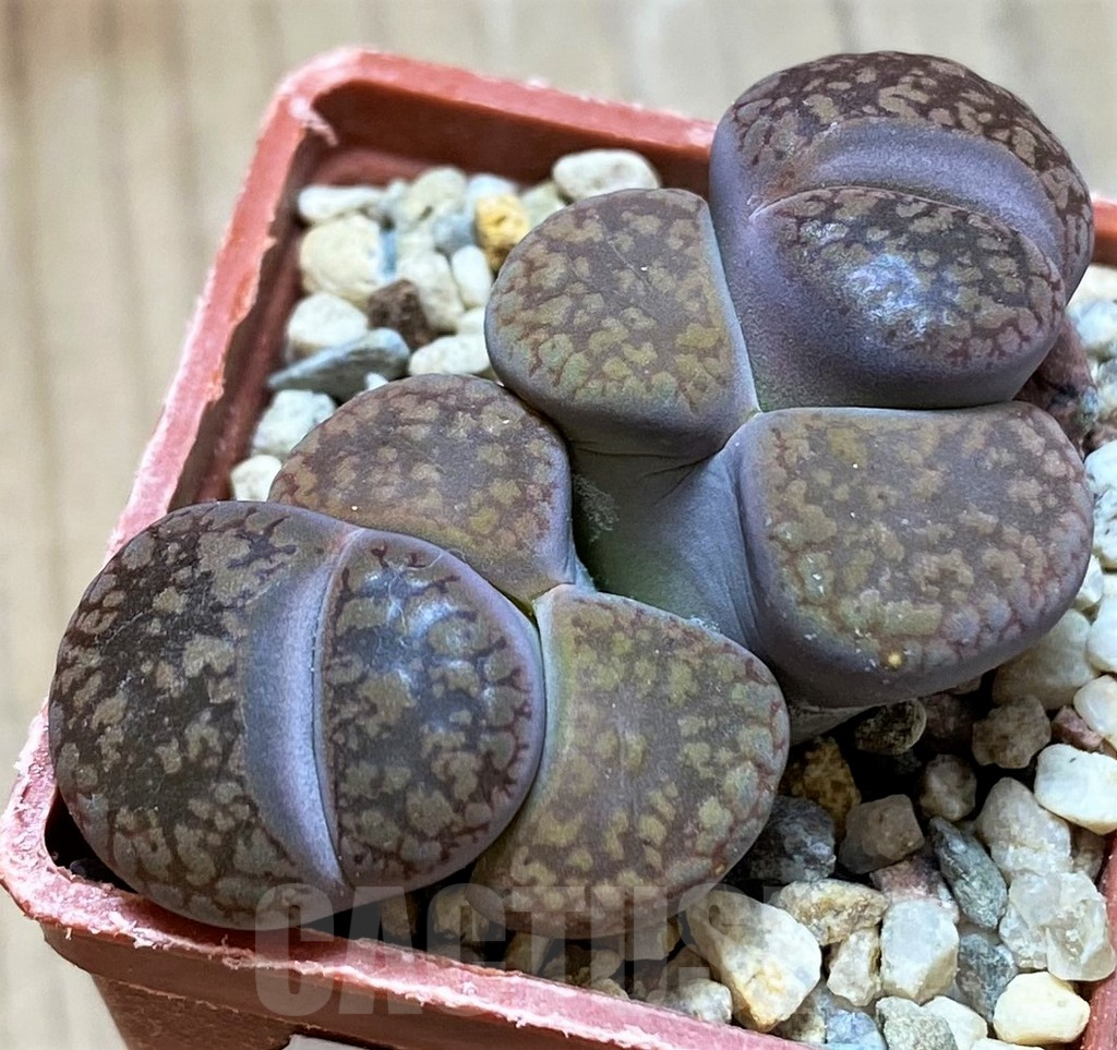 SH9868 Lithops aucampiae
