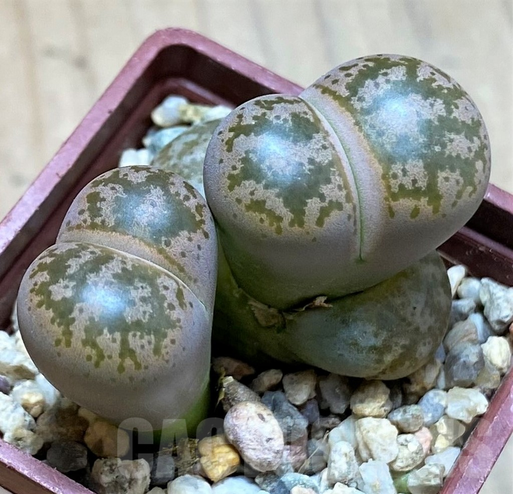 SH9874 Lithops coleorum