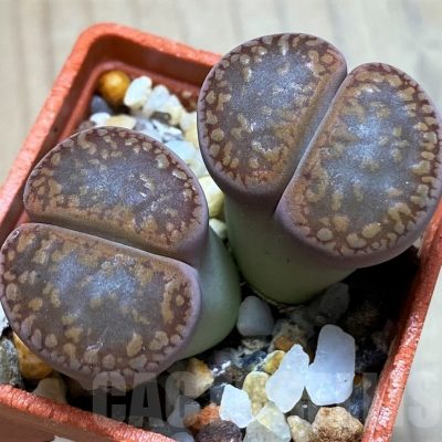 SH9876 Lithops aucampiae SH1664