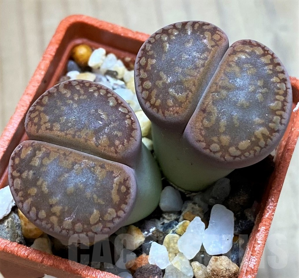 SH9876 Lithops aucampiae SH1664