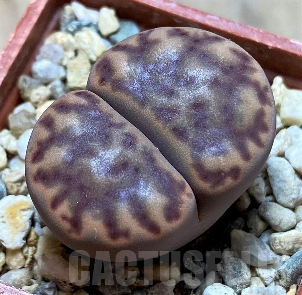 SH9879 Lithops bromfieldii C40