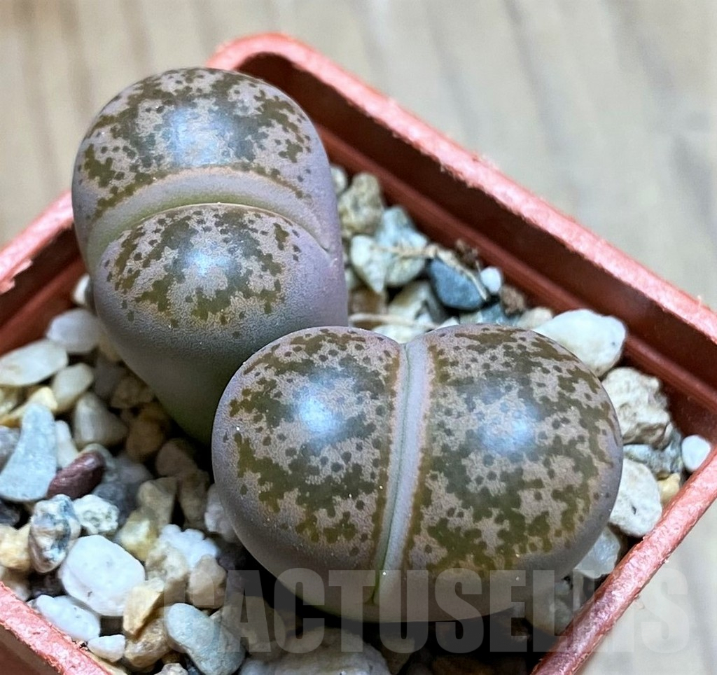 SH9883 Lithops coleorum