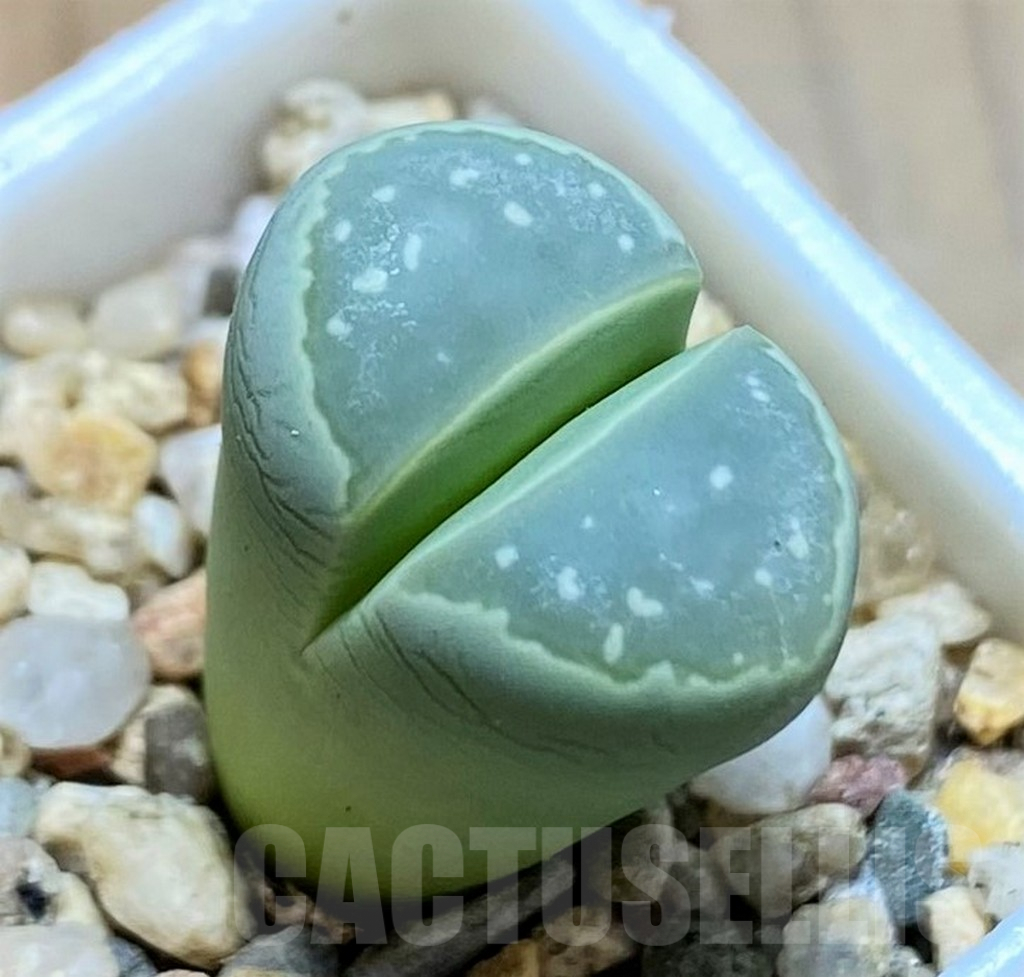 SH9884 Lithops olivacea C109