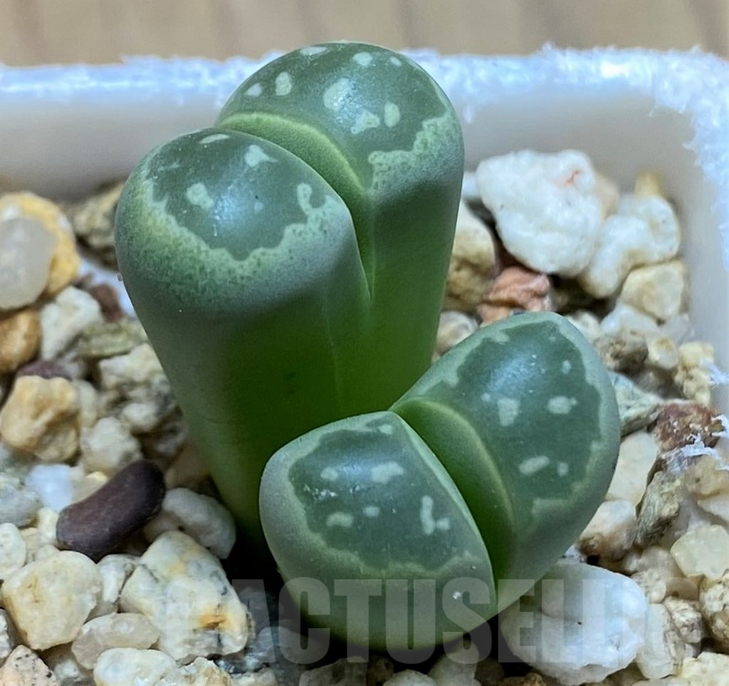 SH9885 Lithops olivacea C109