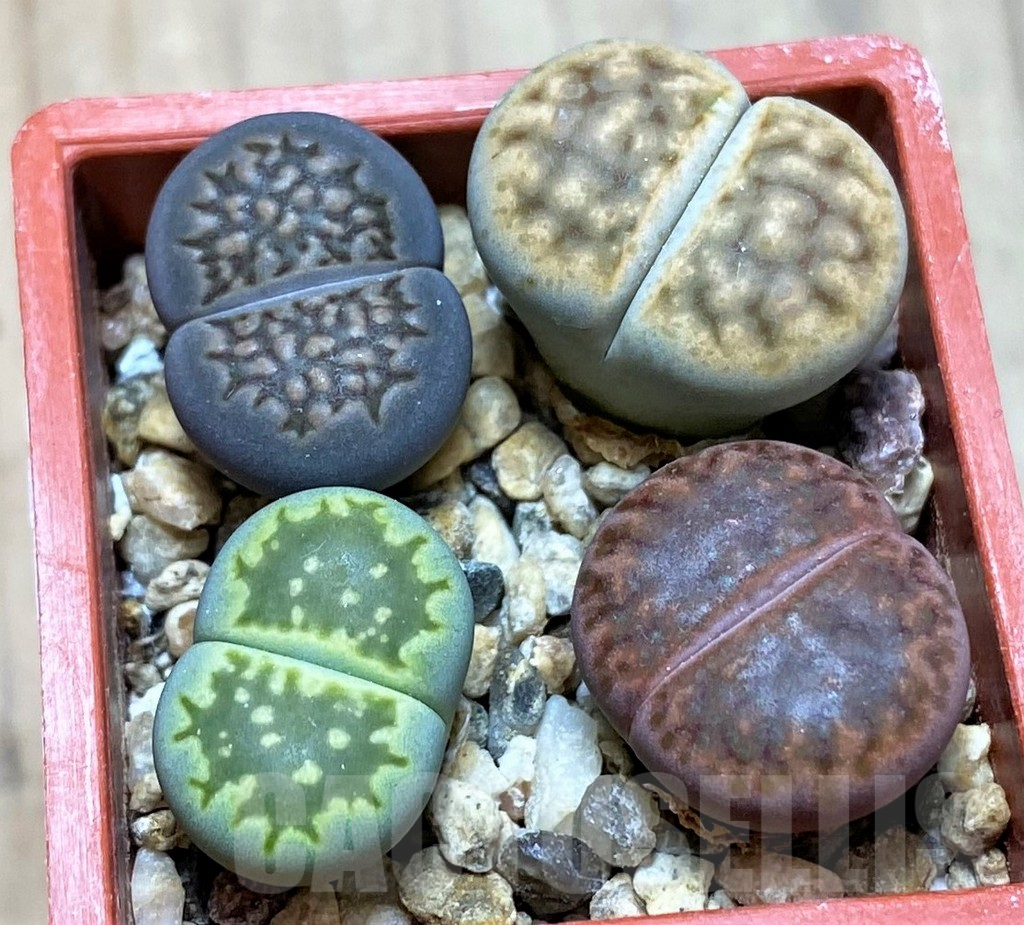 SH9890 Lithops mix