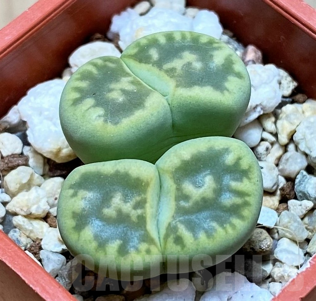 SH9891 Lithops bella 'Green vermilion'