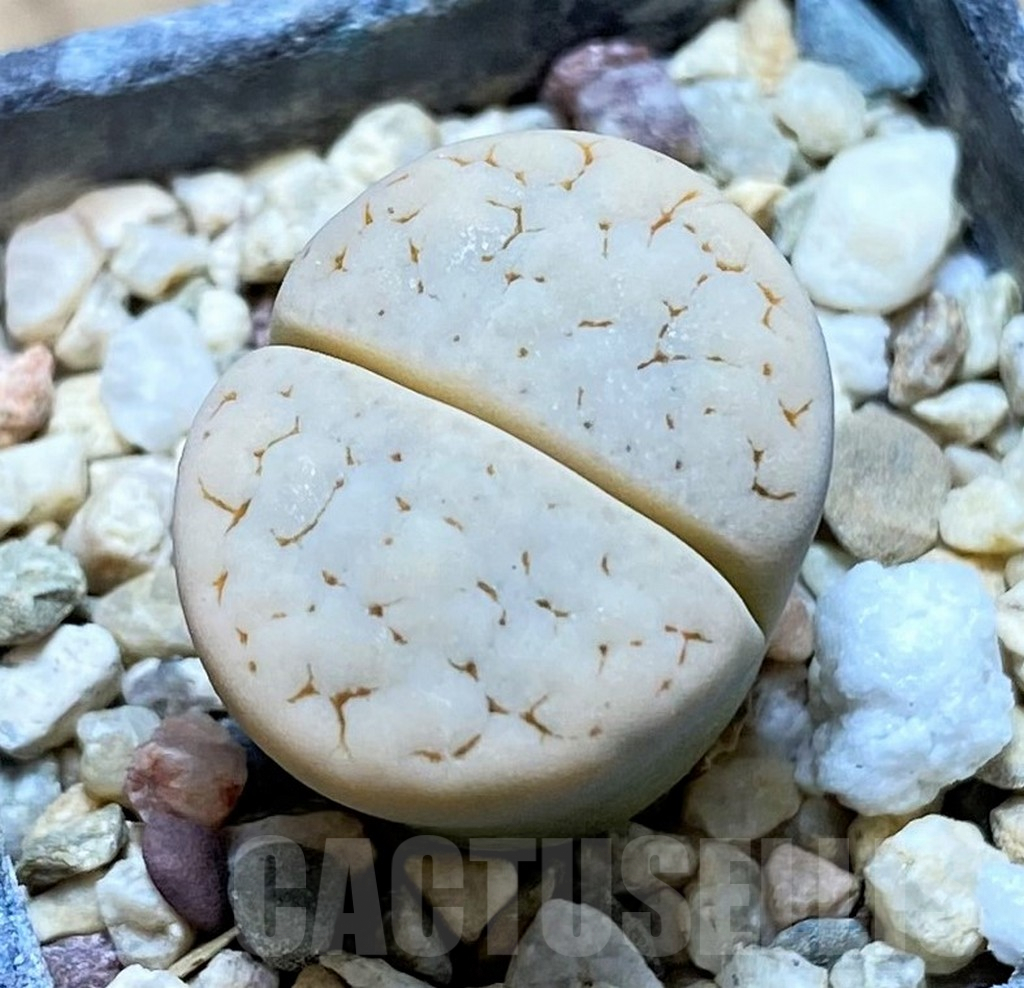 SH9892 Lithops gracilidelineata v. waldroniae C189