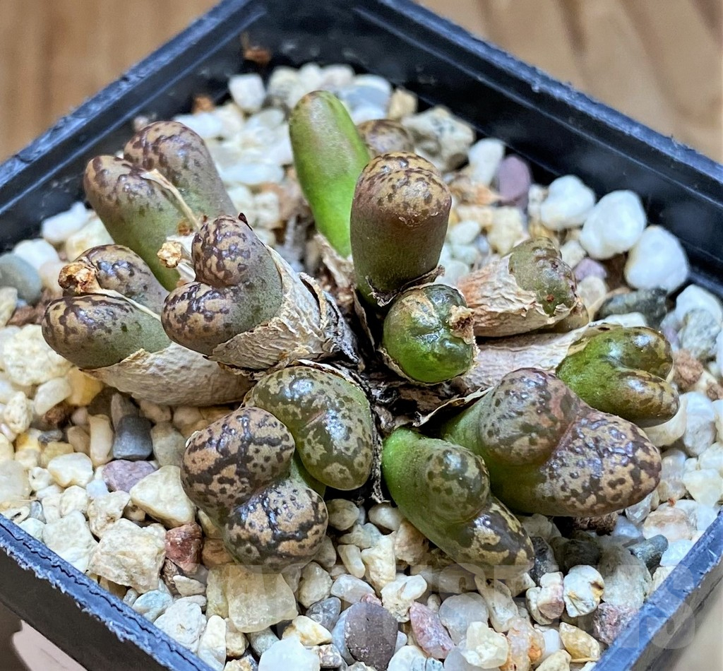 SH9921 Conophytum pellucidum