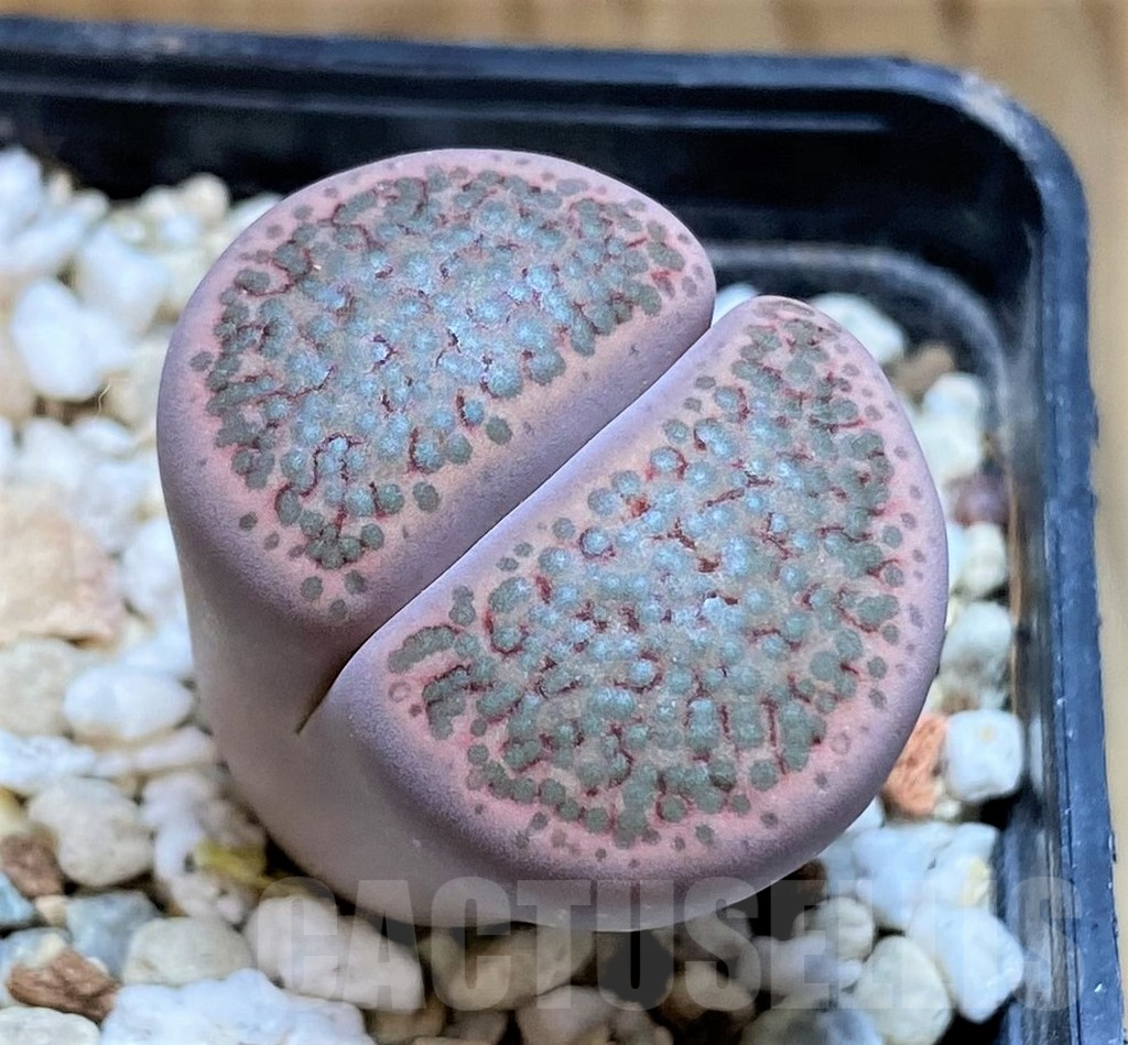 SH9916 Lithops fulviceps