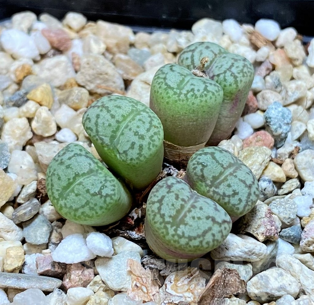 SH9919 Conophytum obcordellum