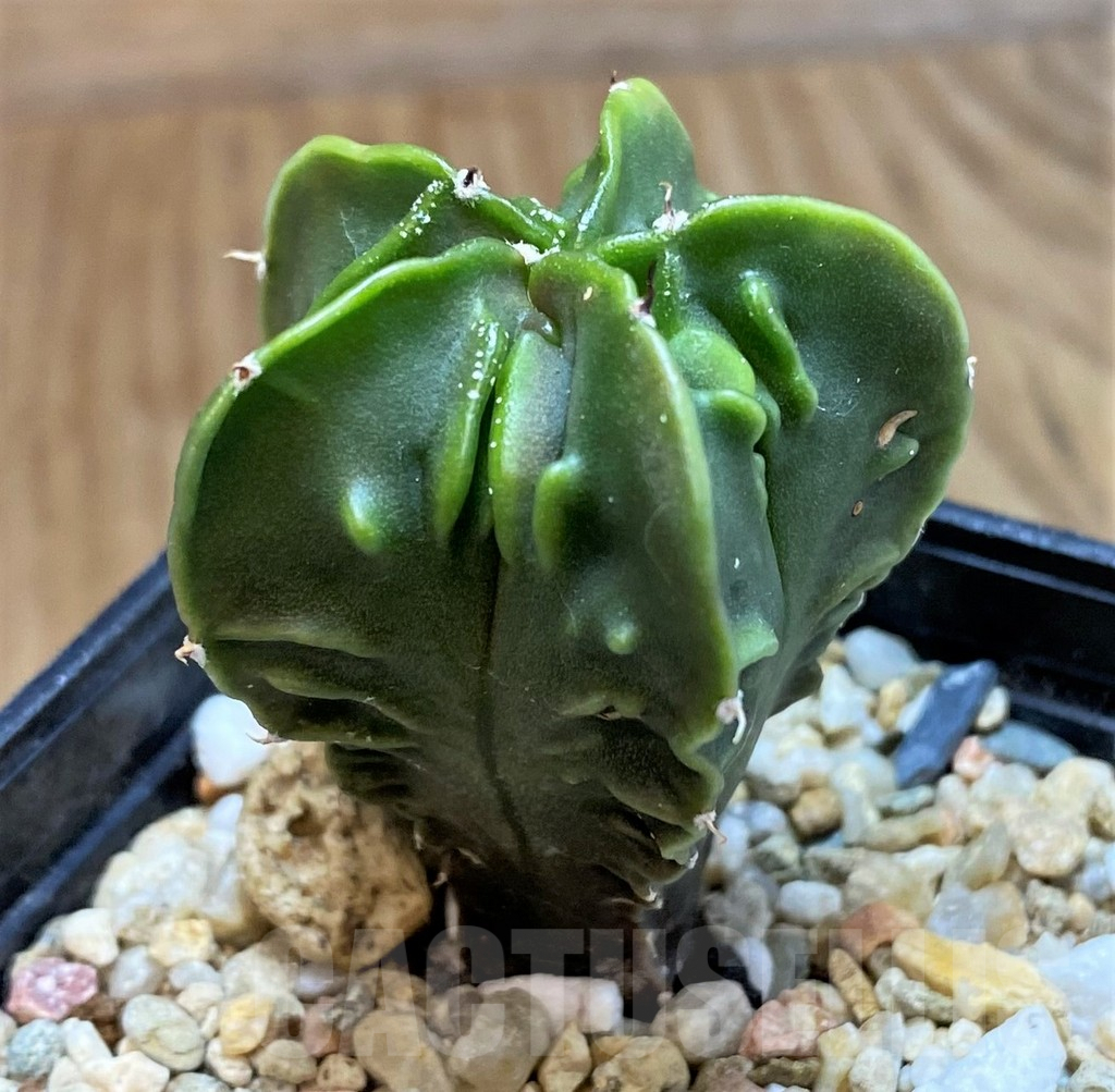 SH9987 Astrophytum myriostigma ‘Fukuryu’ f. nudum - Image 2