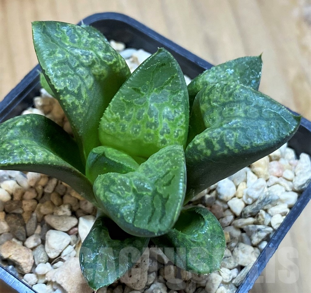 SH10025 Haworthia ‘Kamen Butokai’ - Image 2