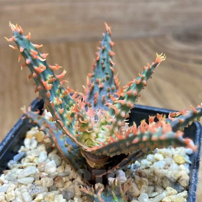 SH10031 Aloe TCT hybrid