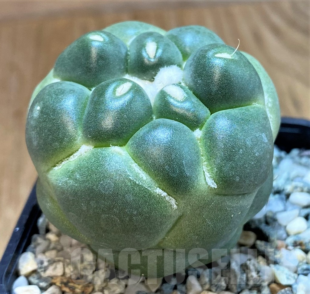 SH9988 Coryphantha elephantidens ‘inermis’ - Image 2