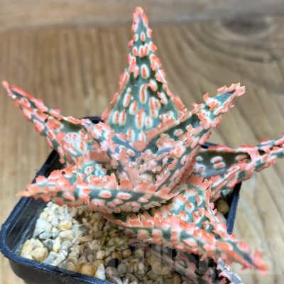 SH10036 Aloe TCT hybrid