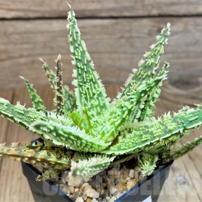 SH10038 Aloe TCT hybrid