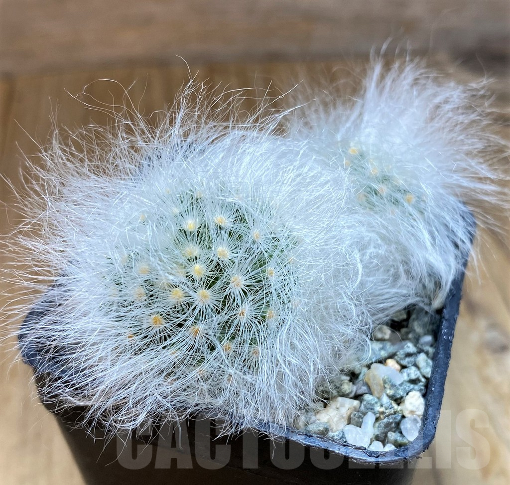 SH9989 Mammillaria guelzowiana LAU 640 - Image 2