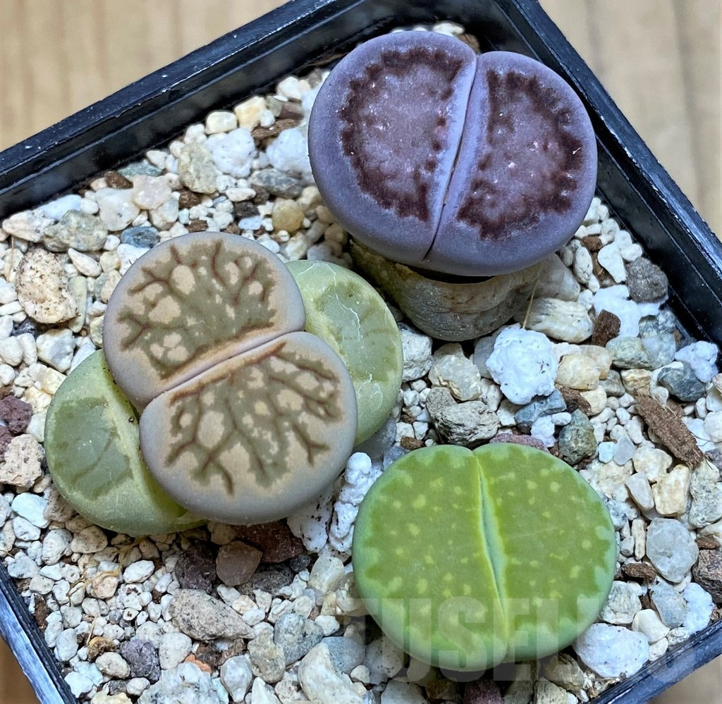SH10046 Lithops mix
