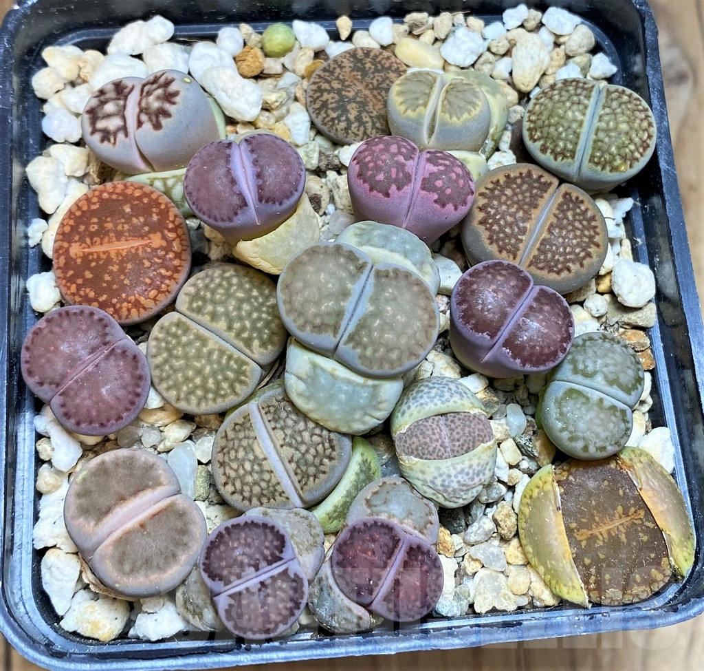SH10047 Lithops mix