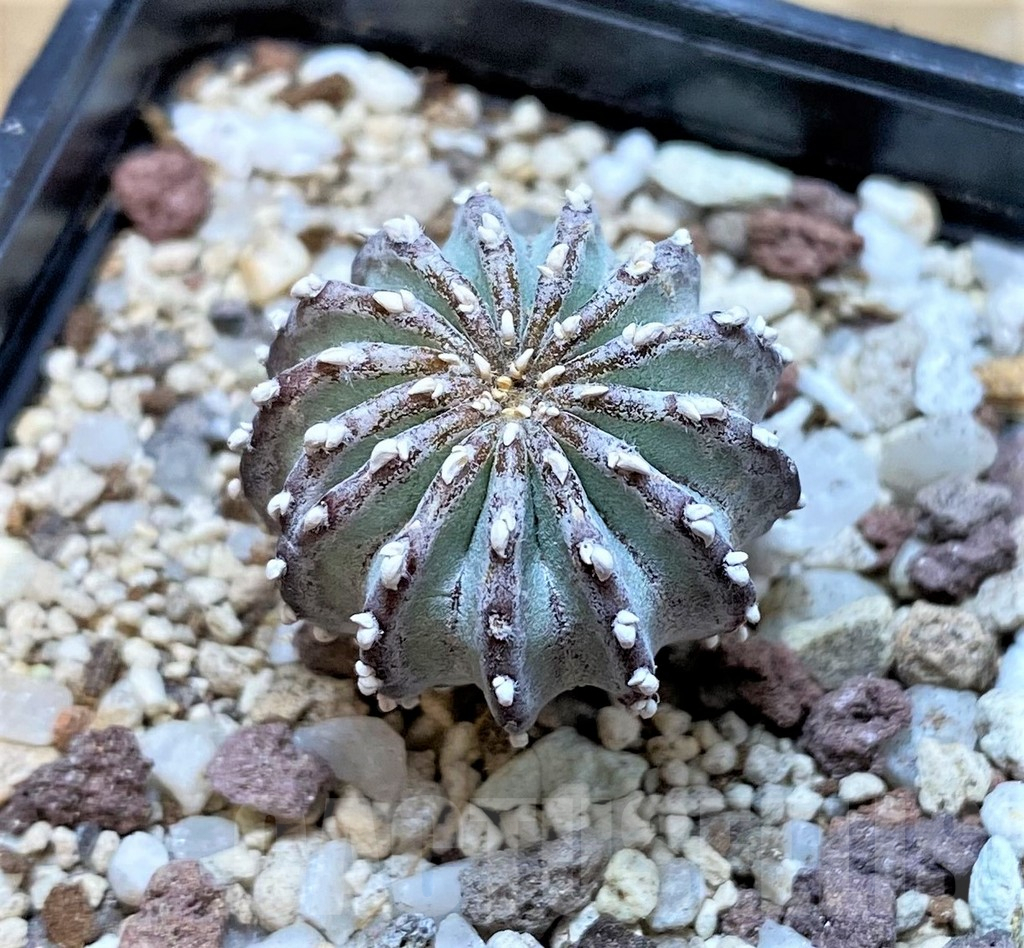 SH9994 Geohintonia neomexicana - Image 2
