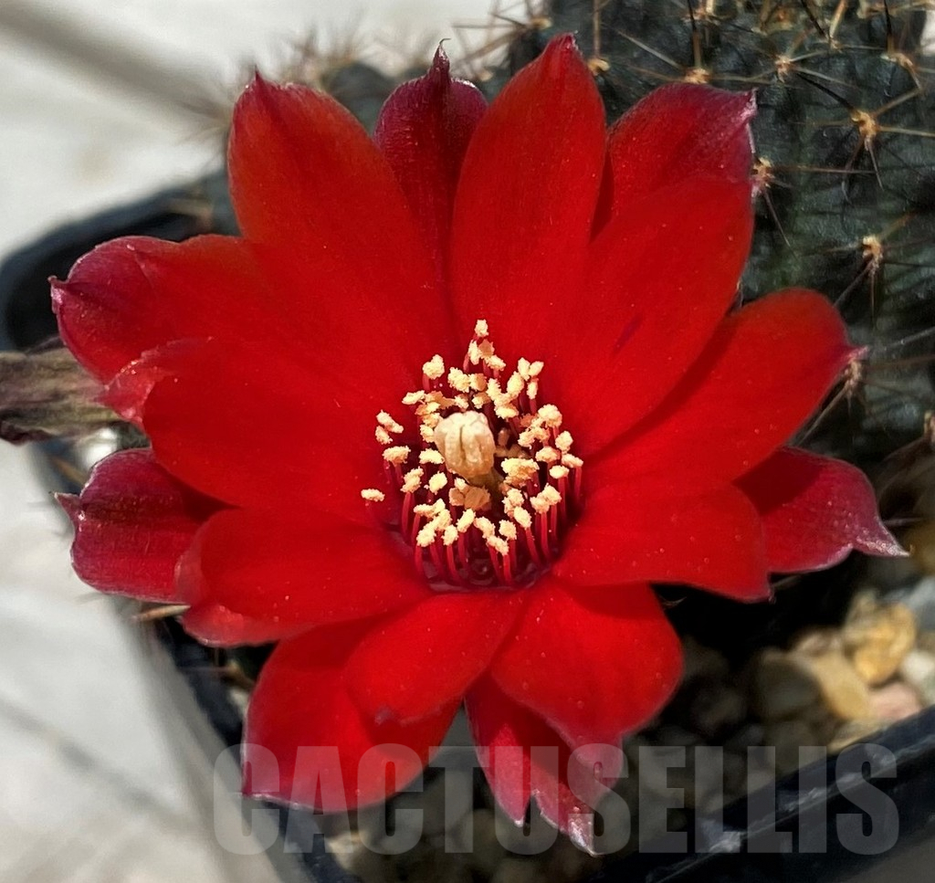 SH10050 Mediolobivia iscayachensis