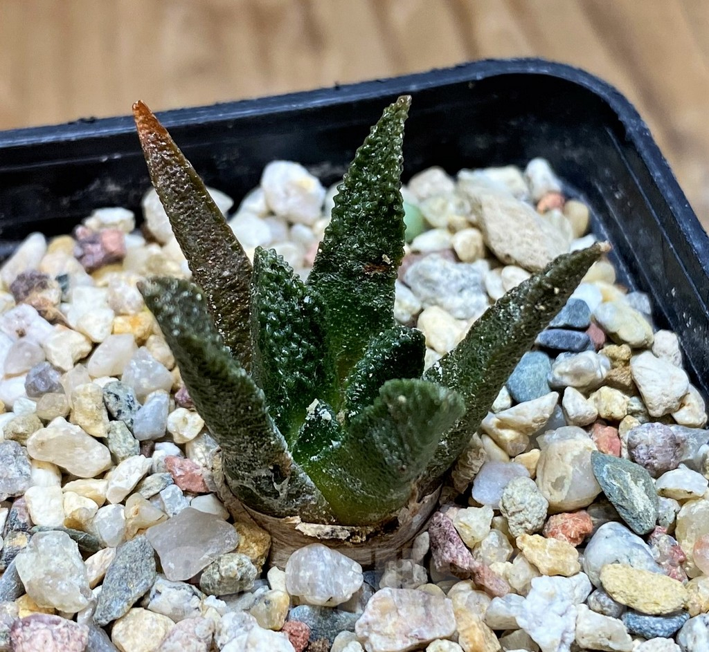 SH9995 Ariocarpus scapharostrus