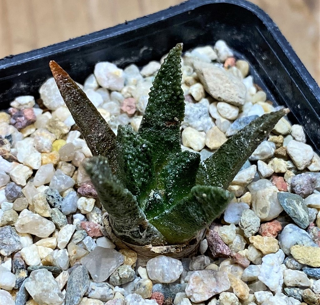 SH9995 Ariocarpus scapharostrus - Image 2