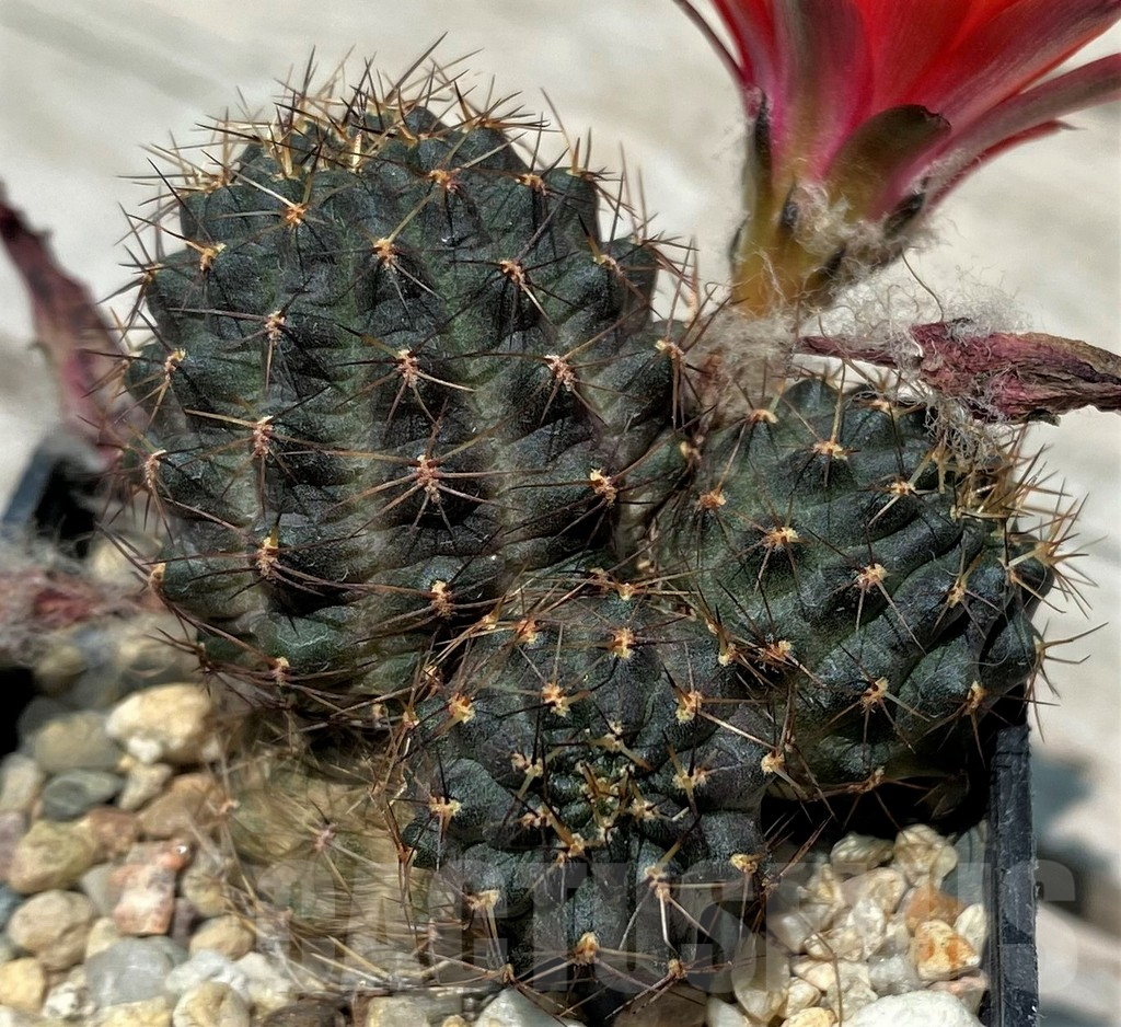 SH10050 Mediolobivia iscayachensis - Image 2