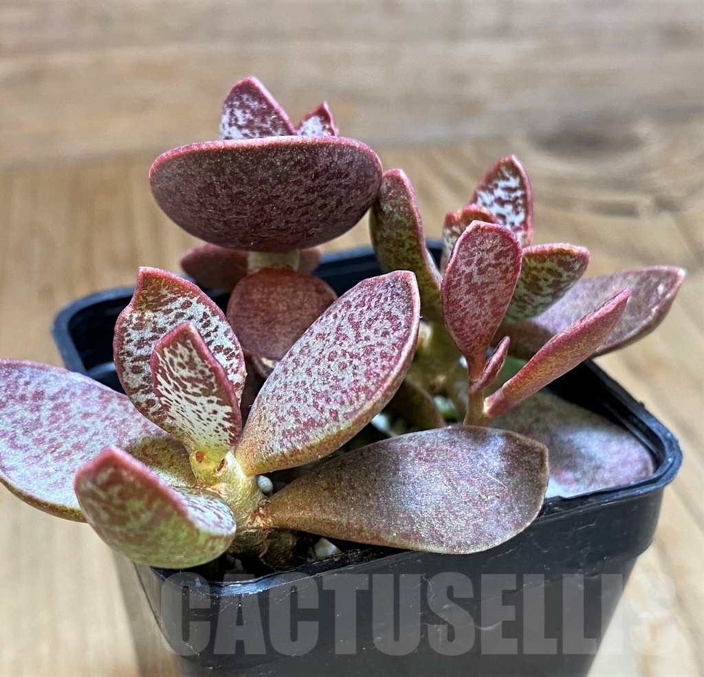 SH9998 Adromischus trigynus - Image 2