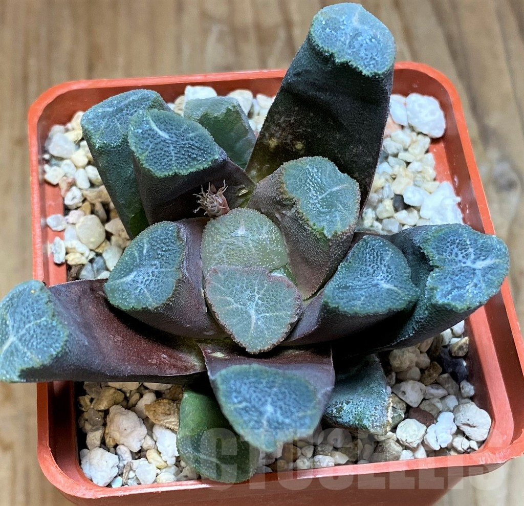 SH10004 Haworthia maughanii -Japan- - Image 2