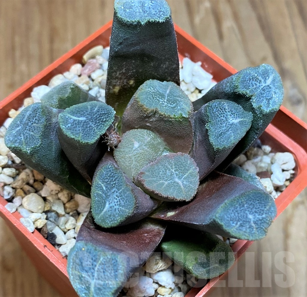 SH10004 Haworthia maughanii -Japan-